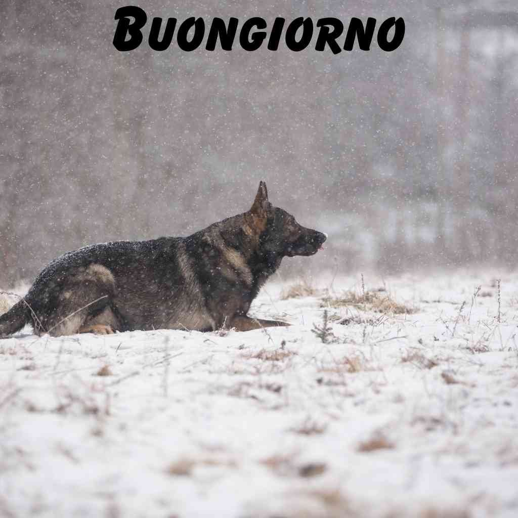 immagini buongiorno fragolina