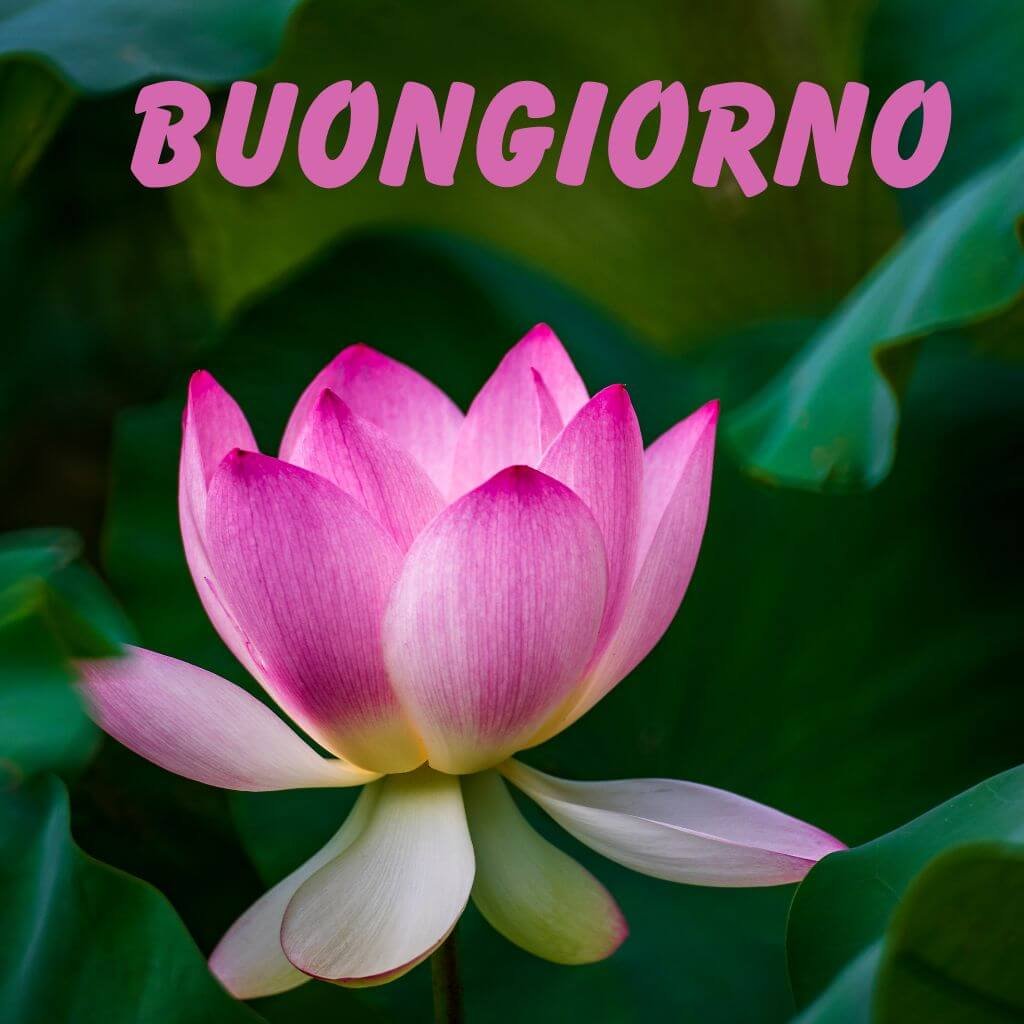 migliori immagini di buongiorno