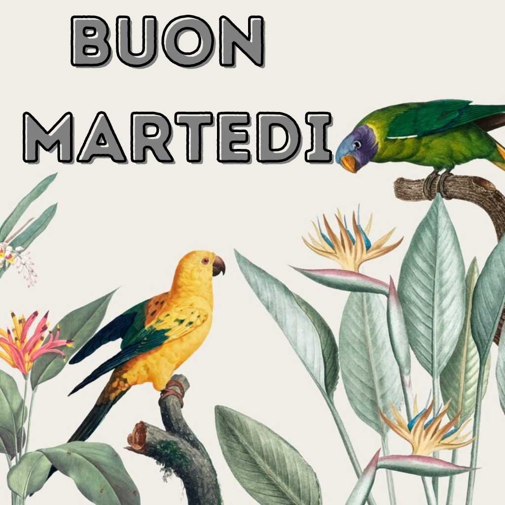 Buon Martedi