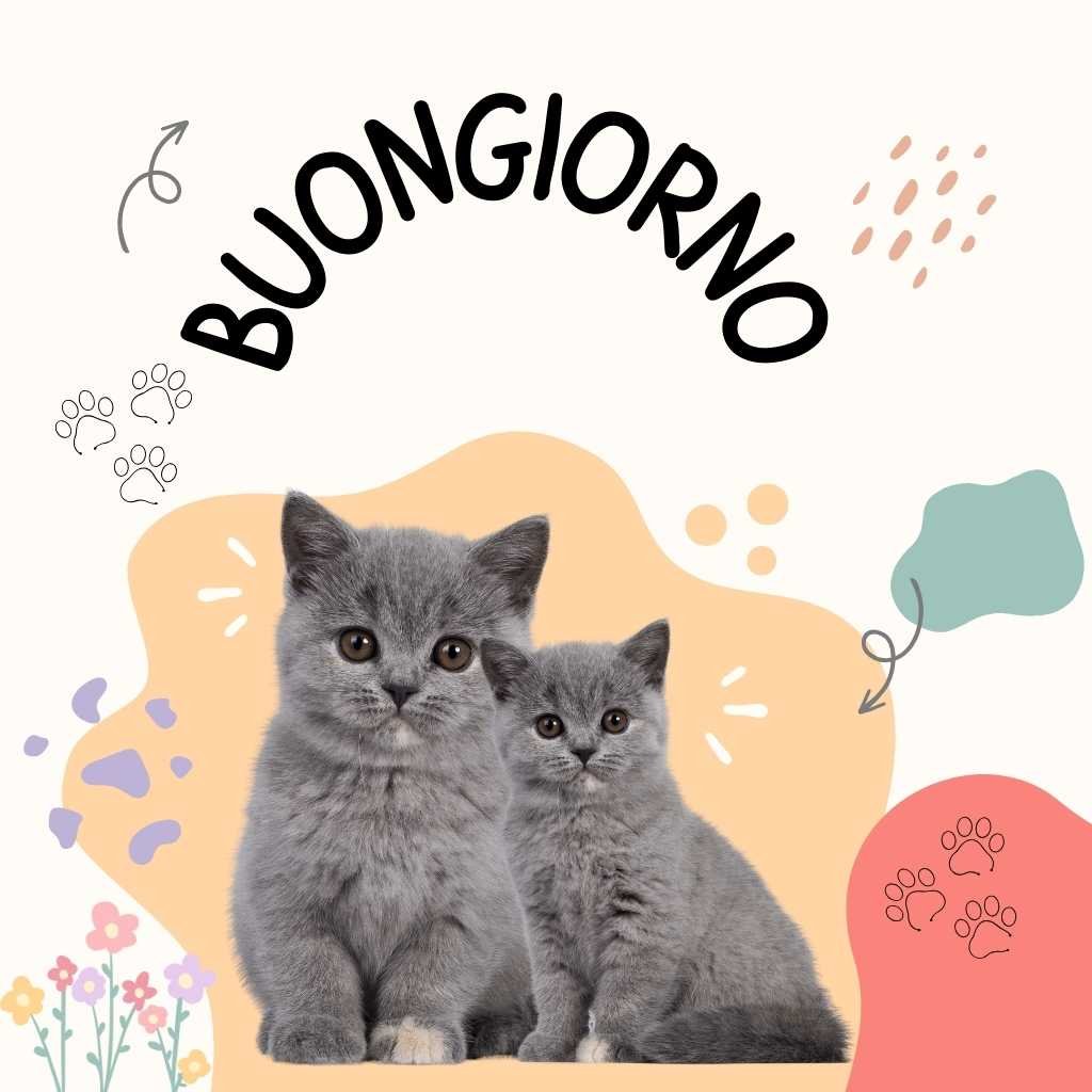 buongiorno divertente domenica