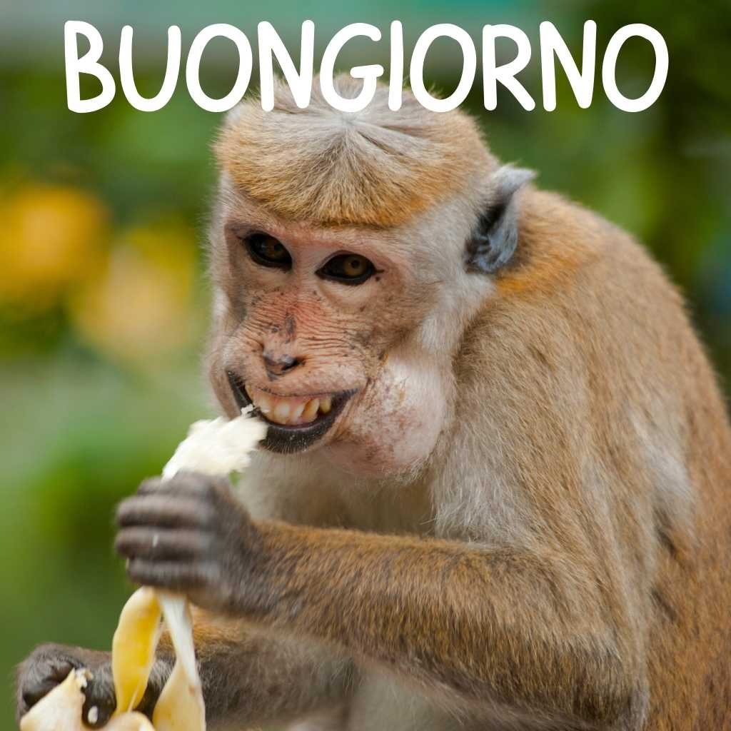 buongiorno divertente immagini nuove gratis