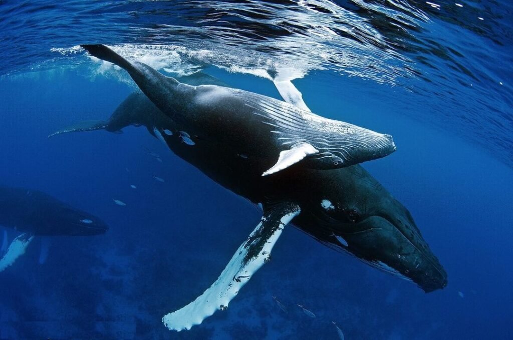 Sfondo Mare