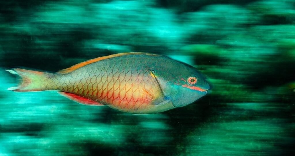 Sfondo Mare