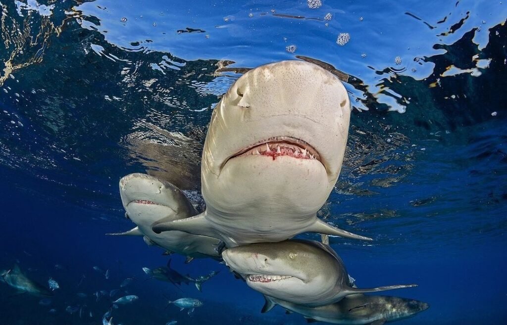 Sfondo Mare