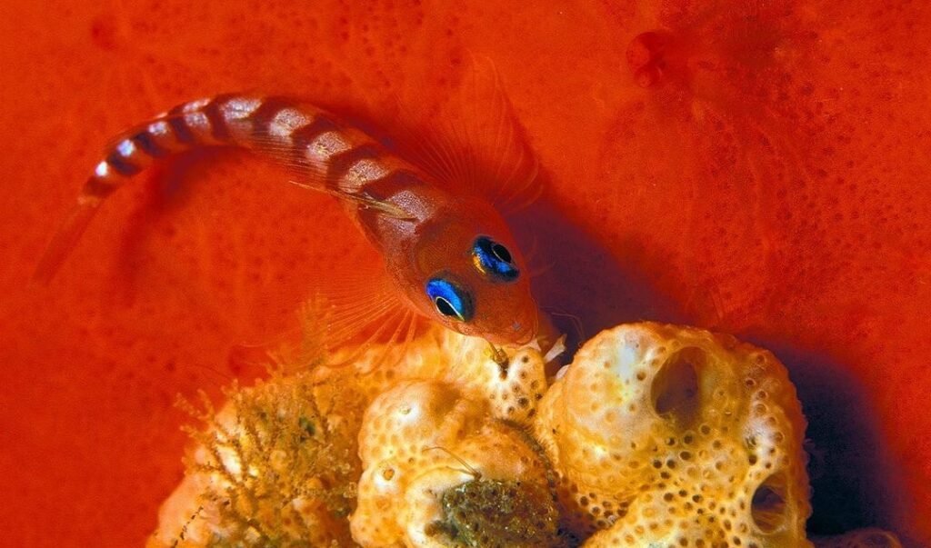 Sfondo Mare
