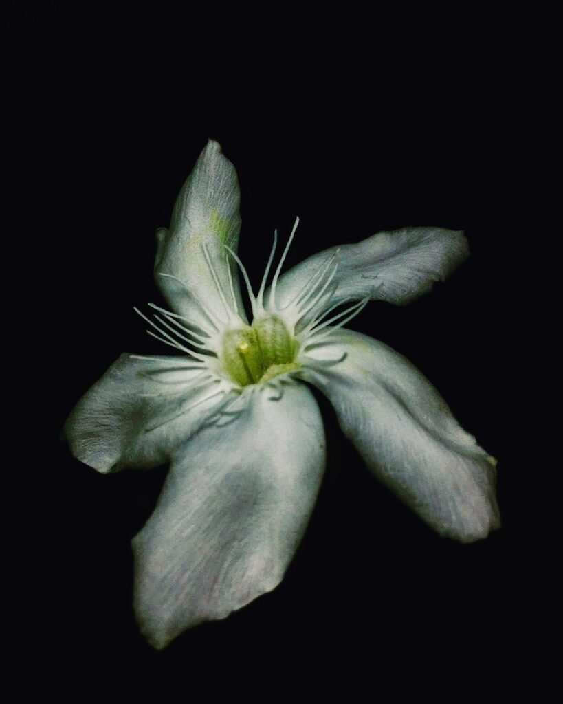 Sfondo Nero